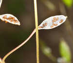 Spring draba